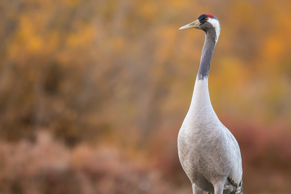 Stage photo aux Marais les 07 et 08 février 2026