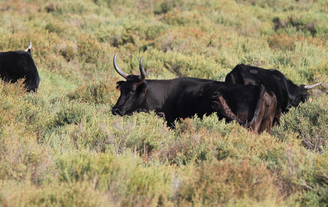 Les Marais du Vigueirat - Gestion de la végétation par le pâturage - Taureaux - Taureau Camargue