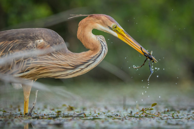 Camargue - Les Marais du Vigueirat - La faune - Héron pourpré