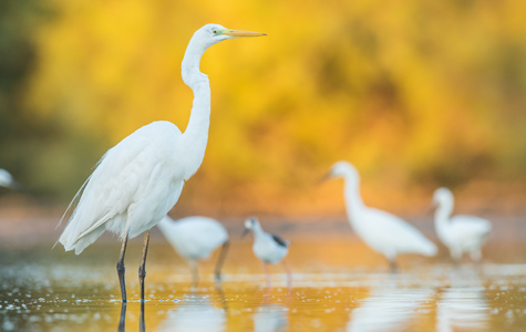 Camargue - Les Marais du Vigueirat - La faune - 9 espèces de hérons d’Europe - Grande aigrette