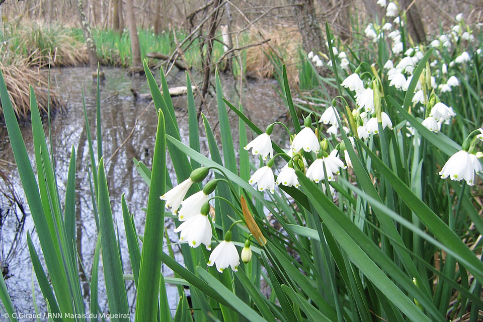 Camargue - Les Marais du Vigueirat - Patrimoine naturel - La flore - Plantes vasculaires - La Nivéole d’été