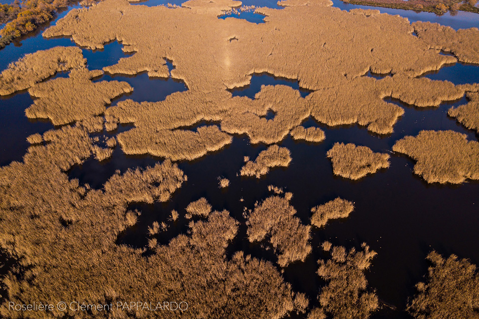 Camargue - Les Marais du Vigueirat - Paysages et milieux naturels - roselière