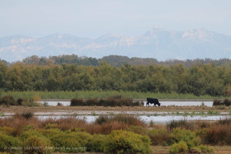 Camargue - Les Marais du Vigueirat - Paysages et milieux naturels