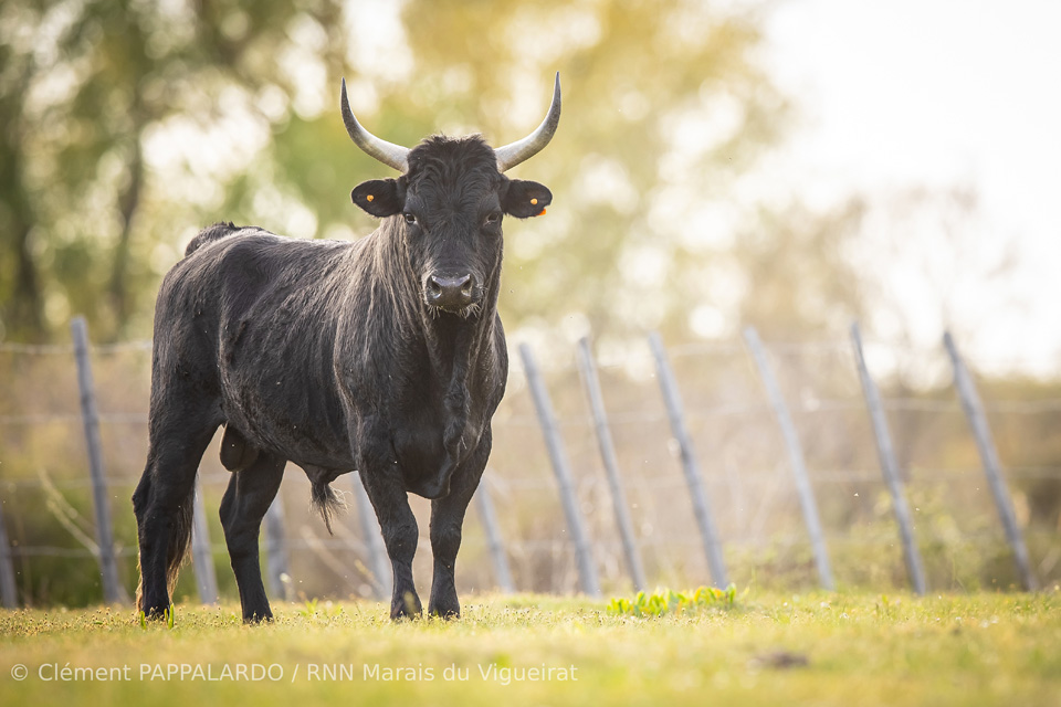 Visite guidée en calèche - Animations taurines - Taureau Camargue - Découvrir le métier de manadier et le rôle des troupeaux dans la gestion des milieux naturels en Camargue.