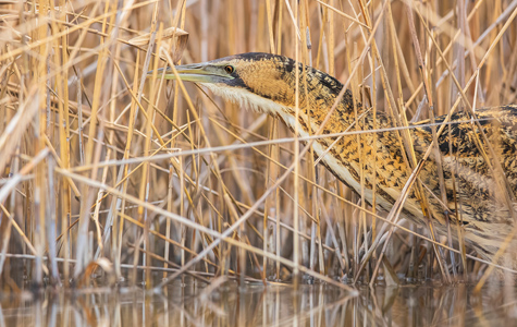 Butor étoilé - Les Marais du Vigueirat Camargue