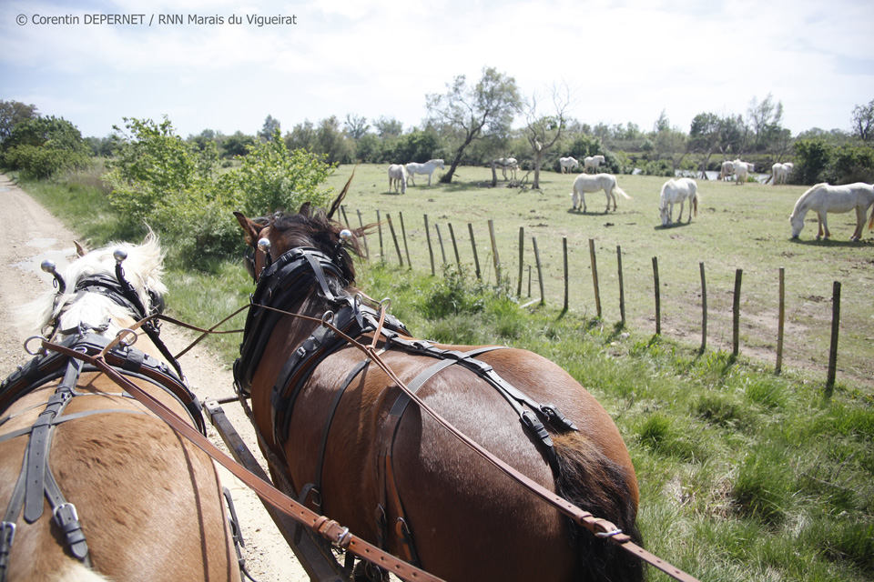 Visite guidée en calèche tirée par les chevaux de trait au cœur de la réserve naturelle des Marais du Vigueirat.