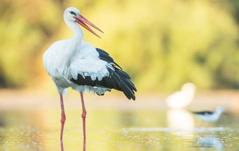 Cigogne blanche - Les Marais du Vigueirat Camargue