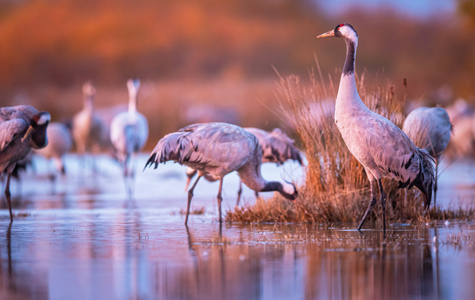 Grue cendrée - Les Marais du Vigueirat Camargue