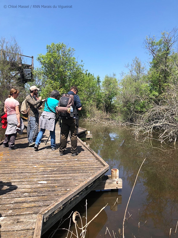 Randonnée nature de 5 km au cœur de la Réserve Naturelle des Marais du Vigueirat avec un guide naturaliste : marais, étangs, sansouïres, roselière, Camargue