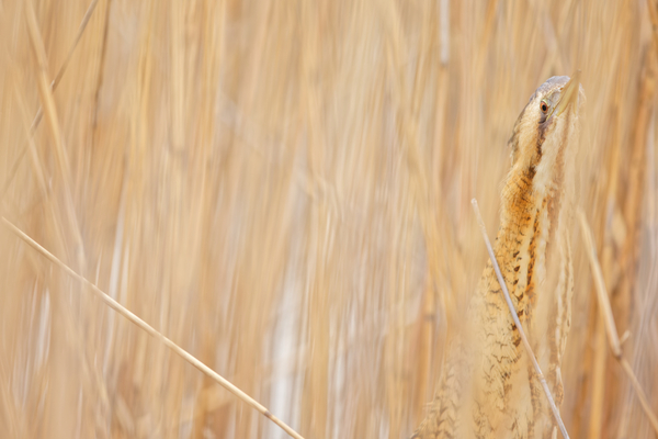 Butor etoile Marais du Vigueirat Camargue Roseliere