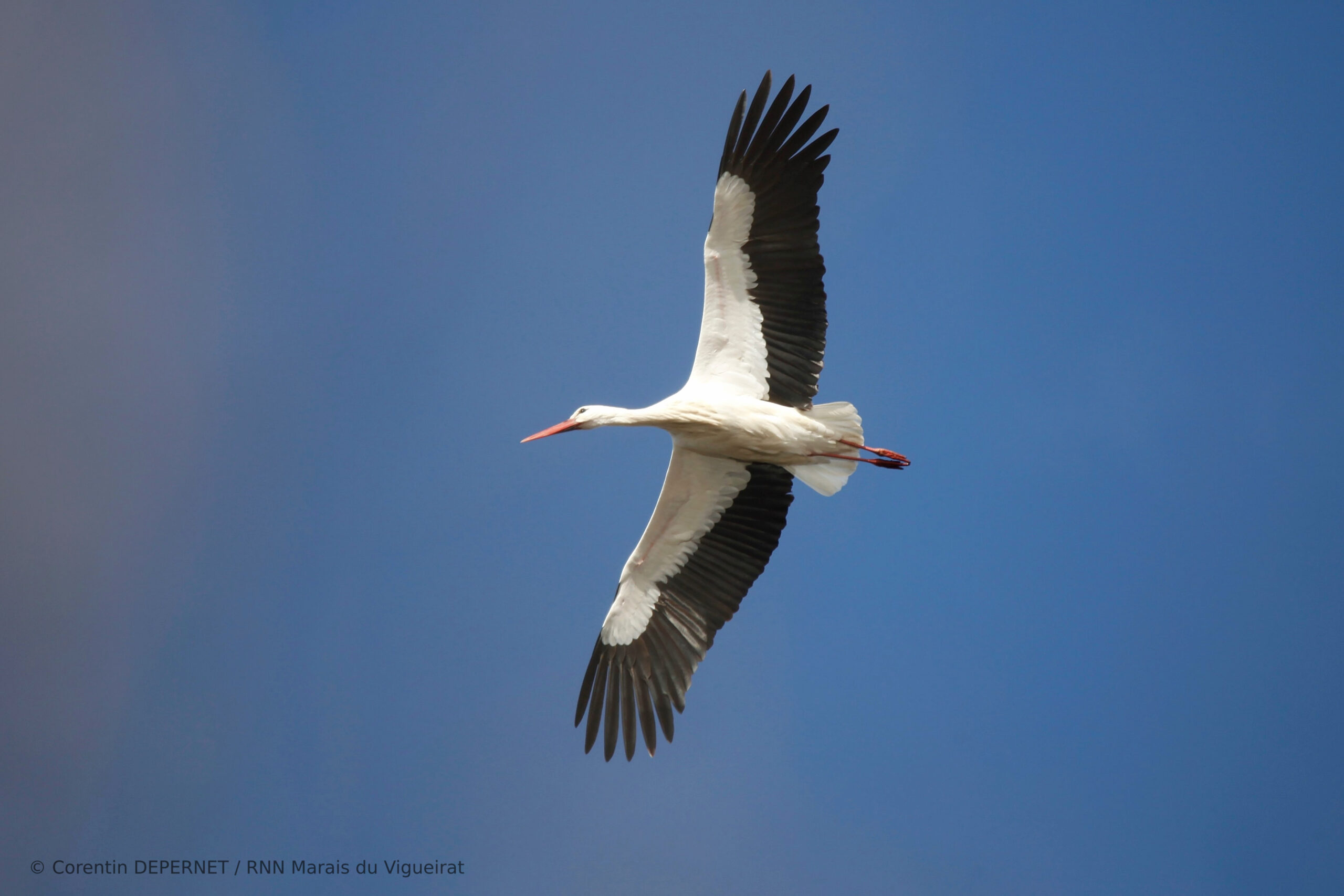 Cigogne blanche - oiseaux - Marais du Vigueirat - Camargue