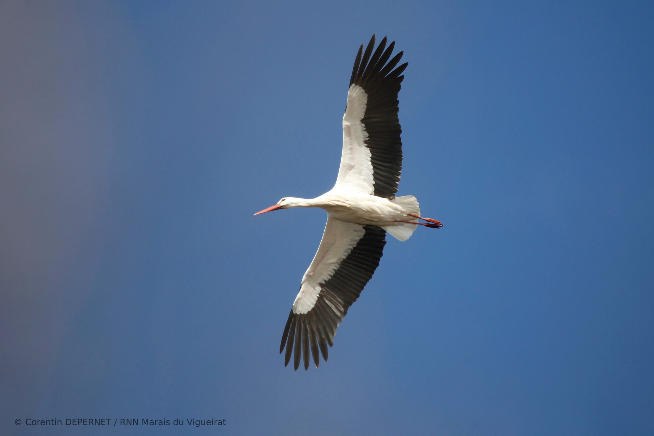 Cigogne blanche - oiseaux - Marais du Vigueirat - Camargue