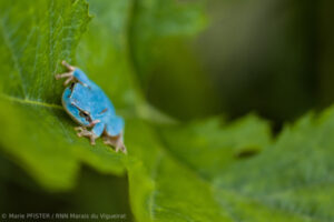 Rainette meridionale bleue camargue ©Marie PFISTER