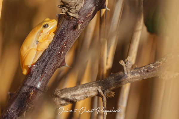 Rainette meridionale jaune rare Marais du Vigueirat Camargue