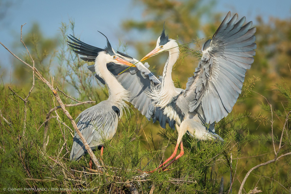 Héron cendré - Observations naturalistes - Les Marais du Vigueirat Camargue