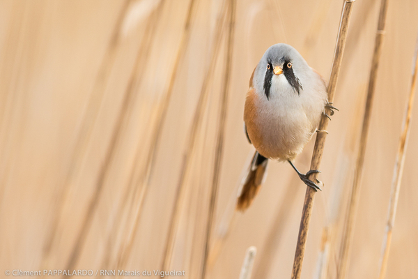 Panure a moustache roseliere Marais du Vigueirat Camargue