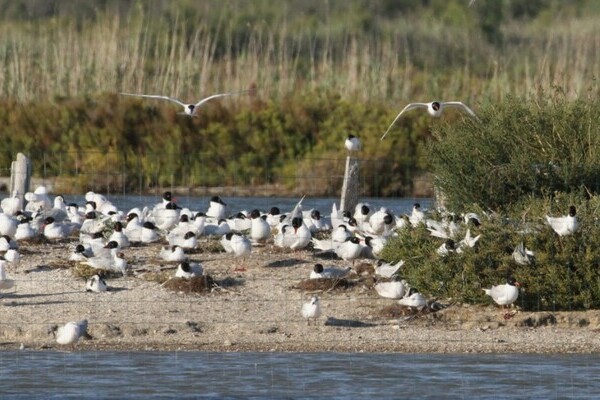 Laro-limicoles marais du vigueirat camargue