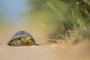 Cistude tortue camargue