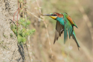 Guepier d'europe camargue nature