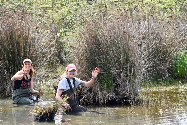 service civique jussie camargue plantes invasives