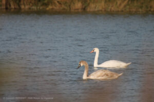 Cygne Camargue Arles