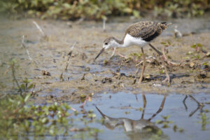 Echasse blanche Marais du Vigueirat Camargue