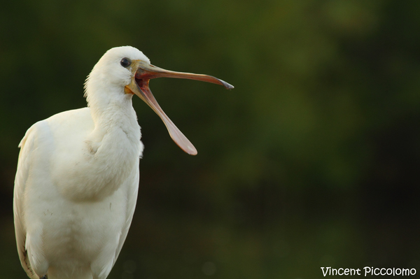 spatule blanche Marais du Vigueirat Camargue