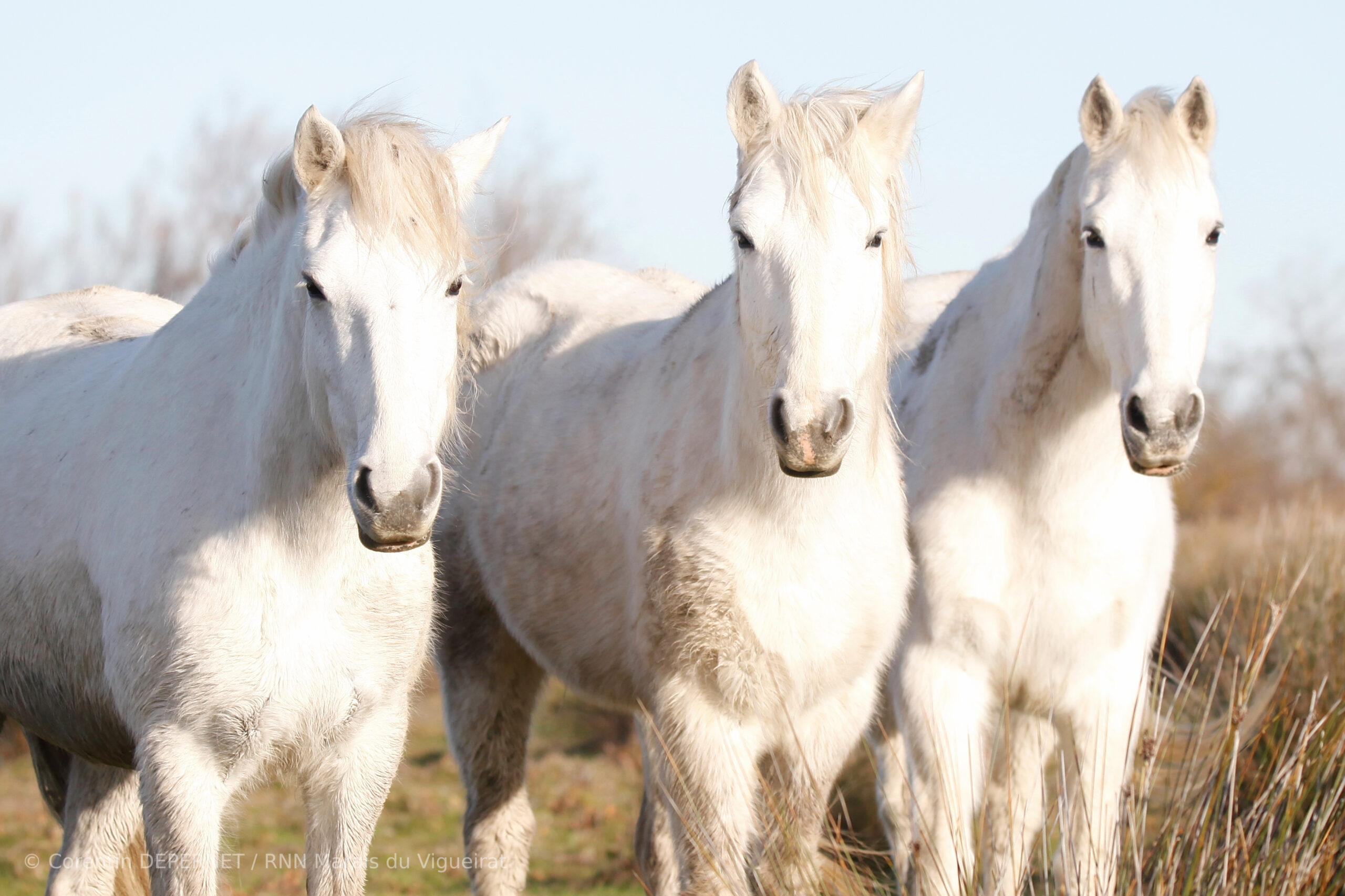 Cheval-Camargue©Corentin-DEPERNET (9)