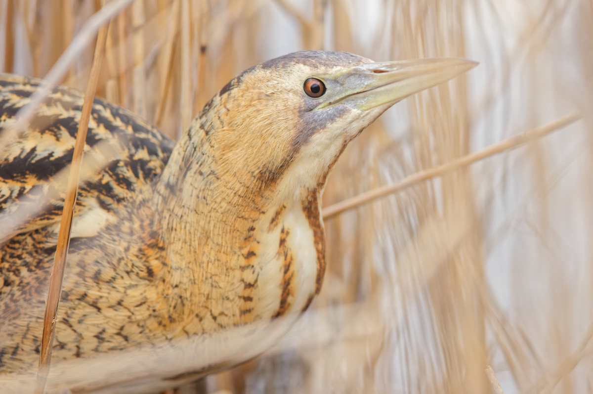 Le Butor étoilé et les oiseaux de la roselière