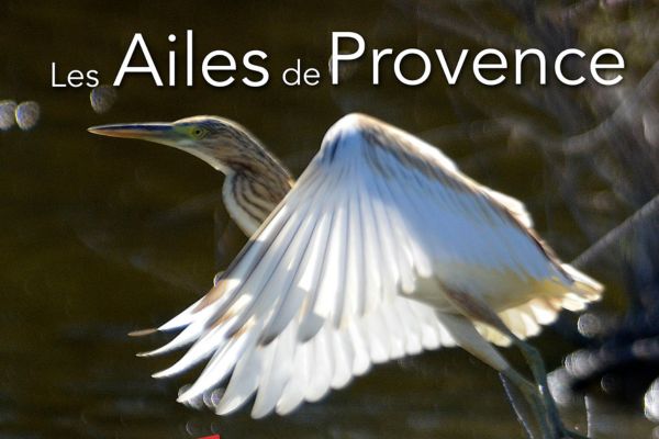 Exposition photographique Les Ailes de Provence, oiseaux nicheurs menacés