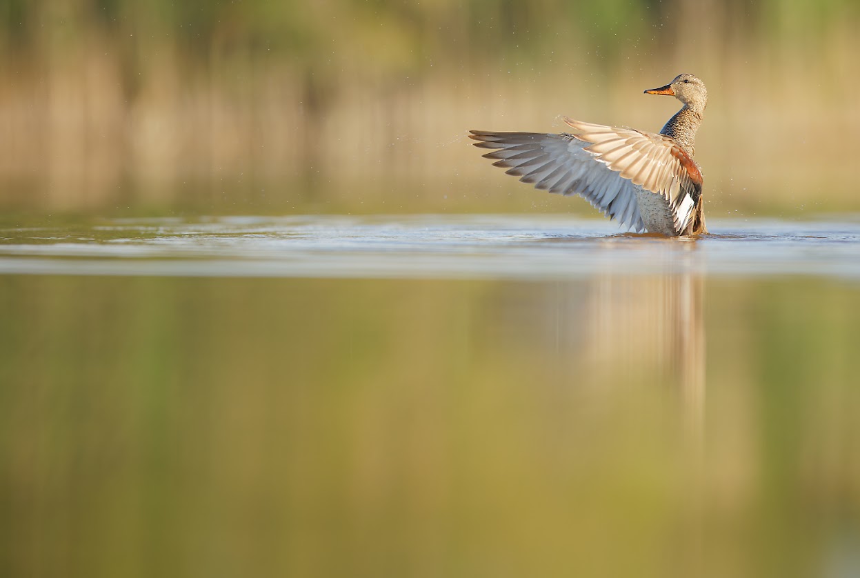 Les oiseaux migrateurs en route vers le Sud