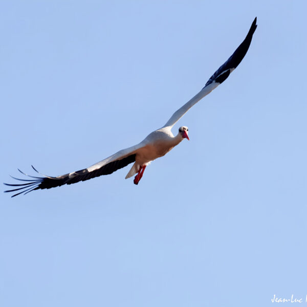 Cigogne-1