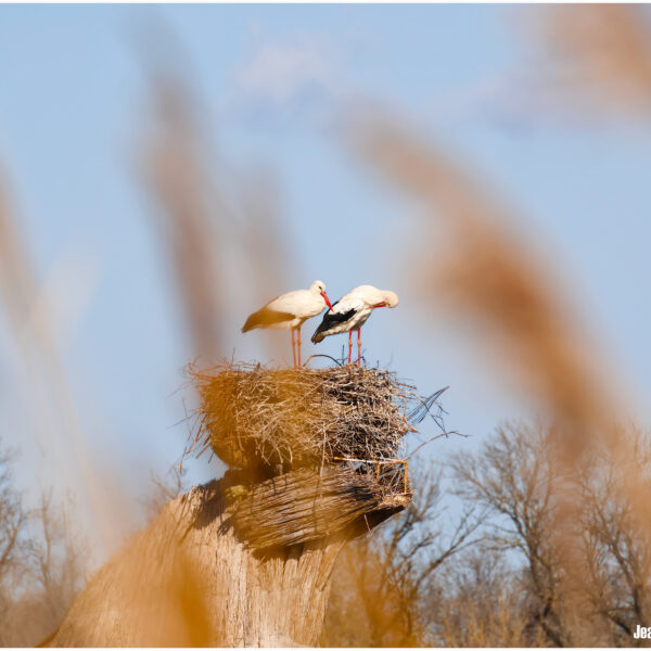 Cigogne 10