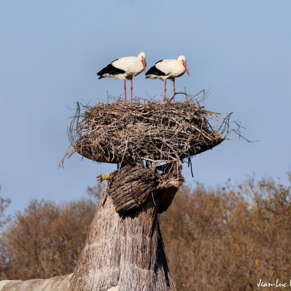 Cigogne 4
