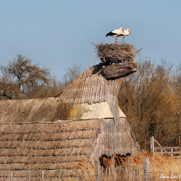 Cigogne 5-1