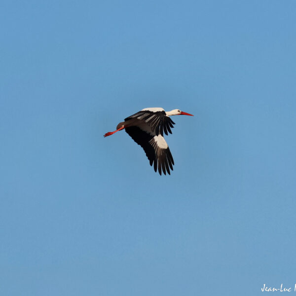 Cigogne 6