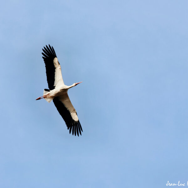 Cigogne 8-1