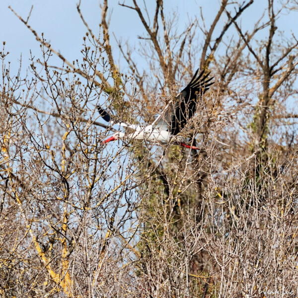 Cigogne 9