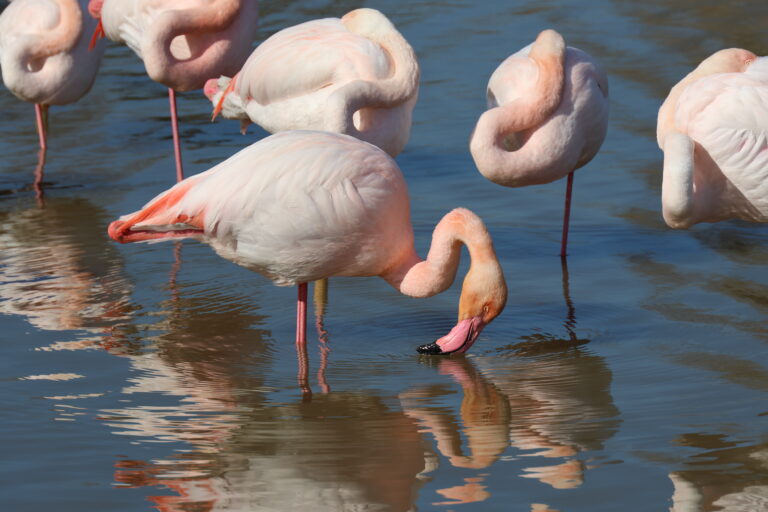 Flamant rose 14