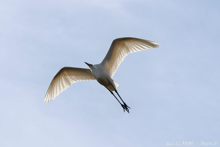 Grande Aigrette