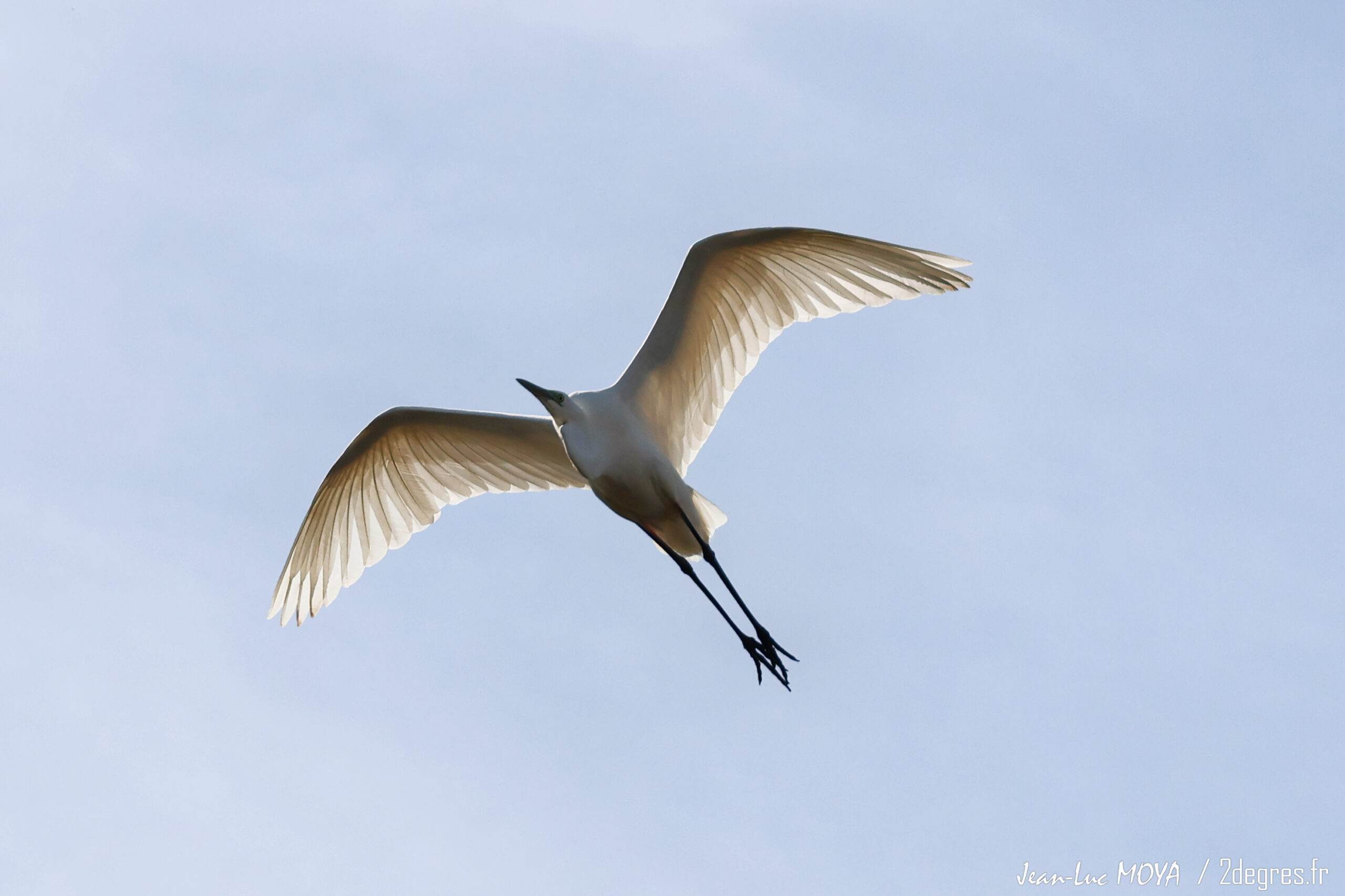 Grande Aigrette