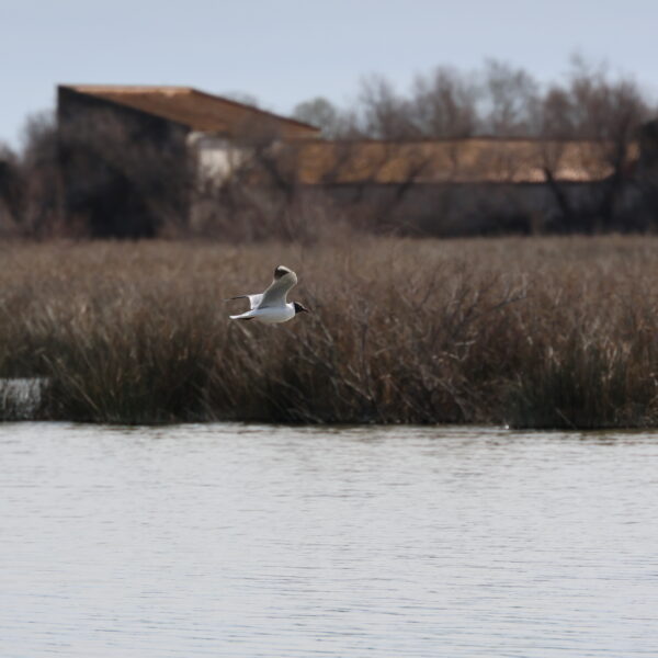 Marais du Vigueirat © J-Luc Moya