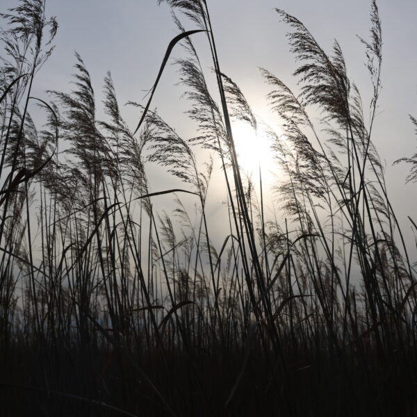 Marais du Vigueirat © J-Luc Moya