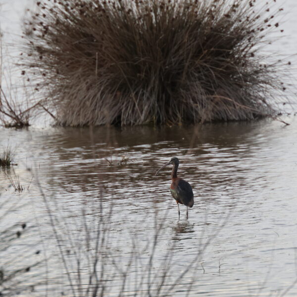 Marais du Vigueirat © J-Luc Moya