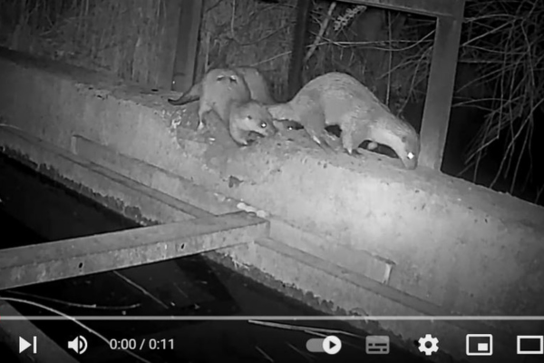 Une loutre et ses petits aux Marais du Vigueirat