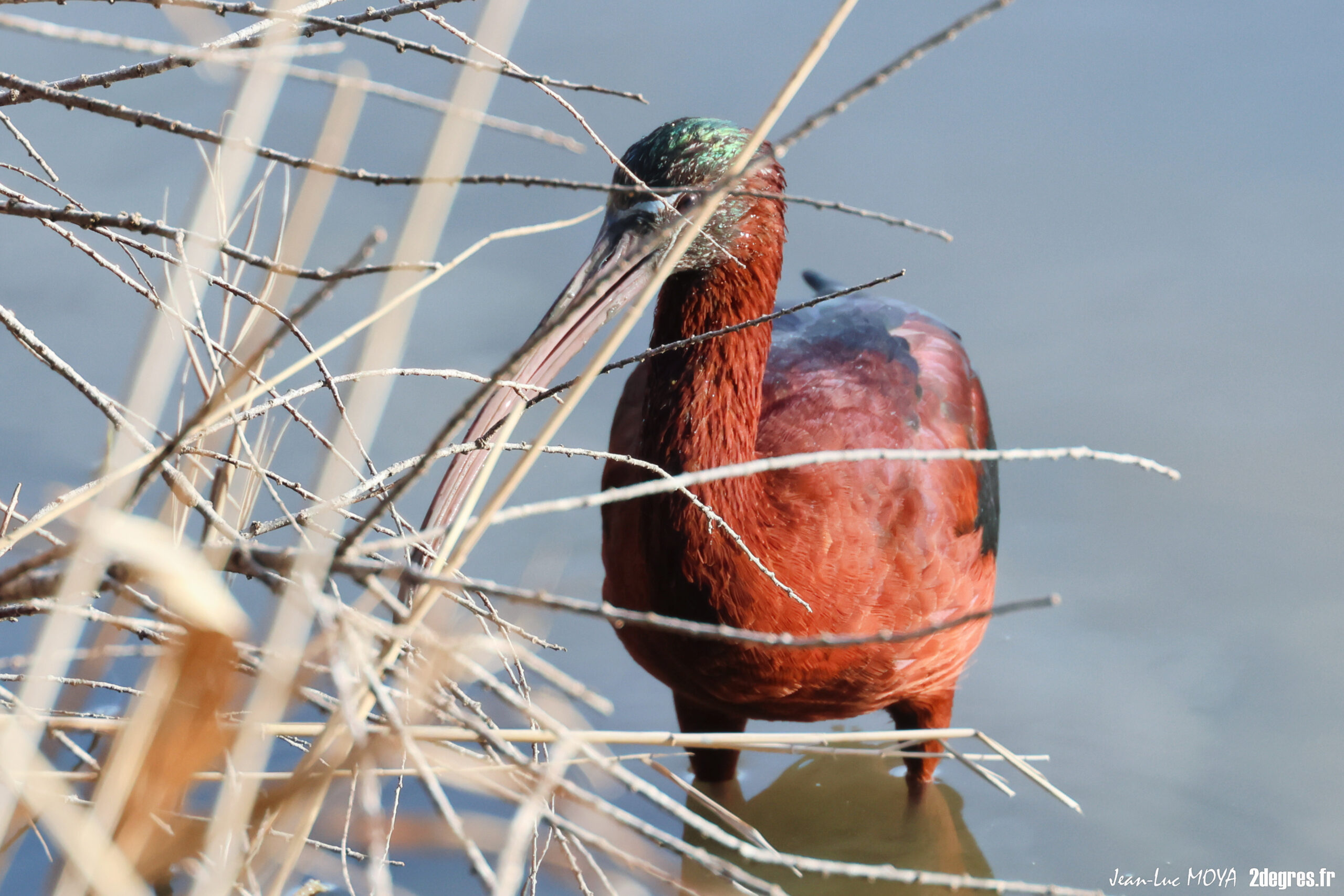 Ibis falcinelle 9 © J-Luc Moya 2 degrés