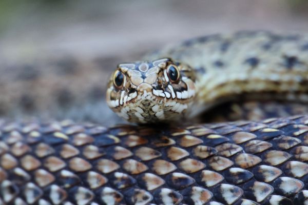 Sur la piste des serpents