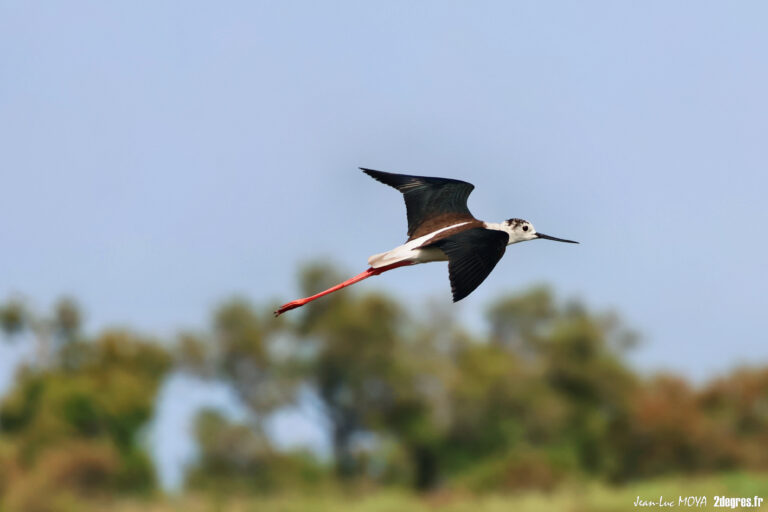 Echasse blanche © J-Luc Moya 2 degrés