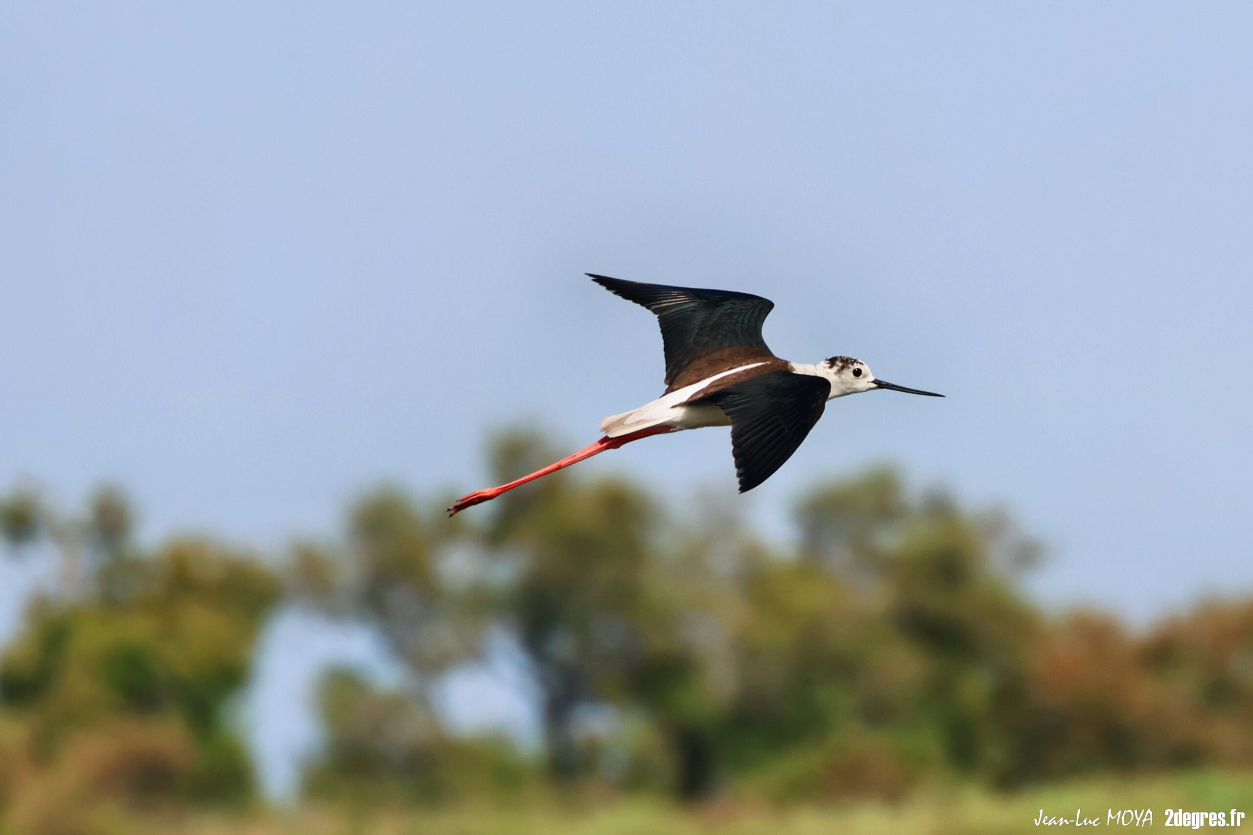 Echasse blanche © J-Luc Moya 2 degrés