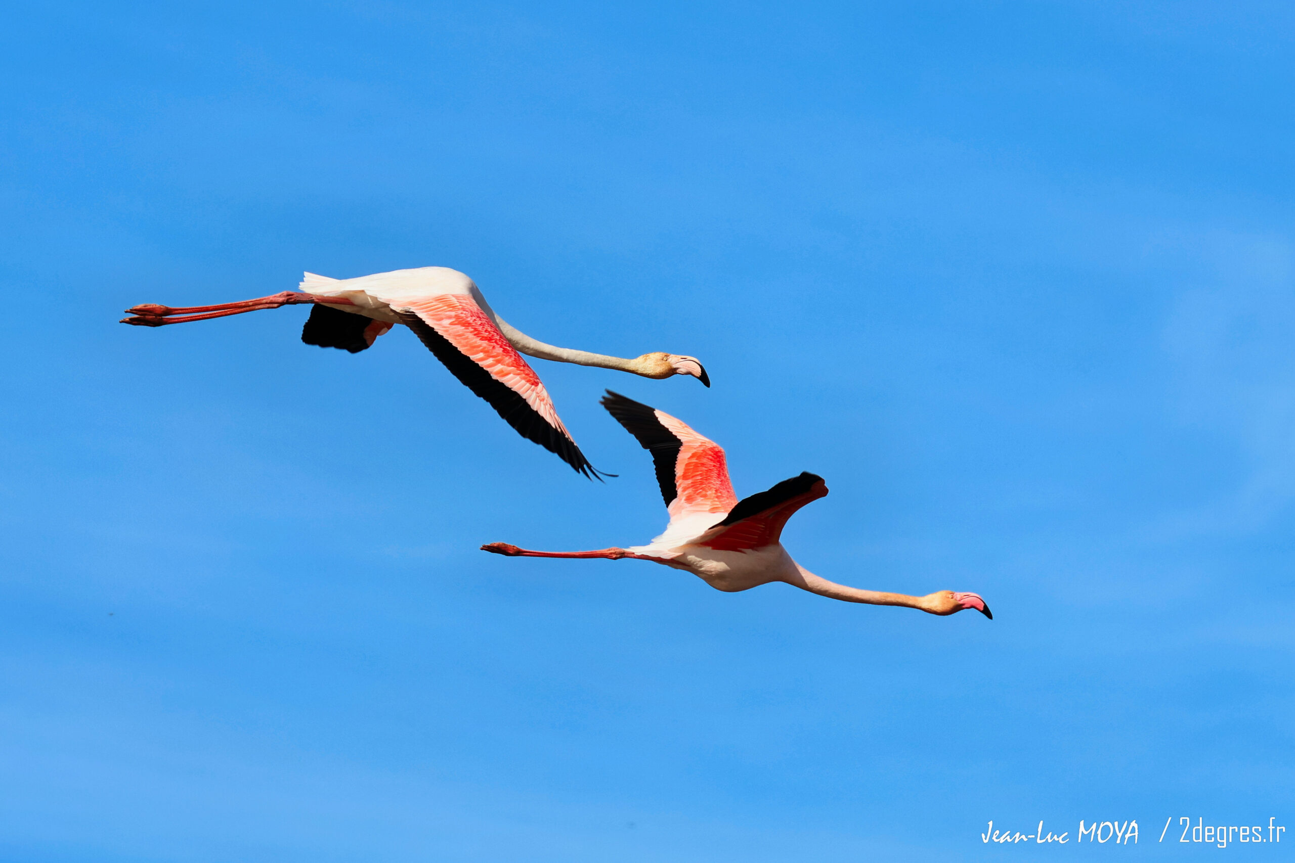 Flamants roses © J-Luc Moya 2 degres